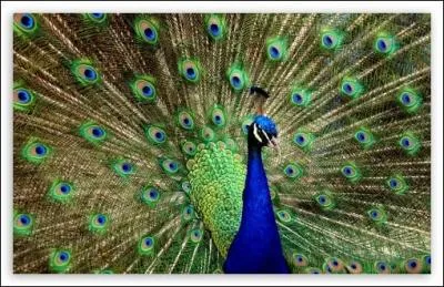 C'est un animal au cri étrange dont la beauté du plumage est légendaire.