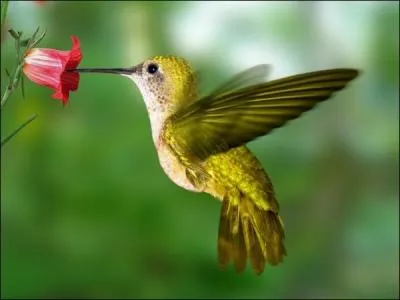 Virtuose du vol stationnaire et il est le seul oiseau au monde qui puisse voler à reculons.