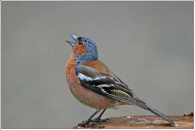 C'est un bon chanteur qui a la réputation d'être toujours gai.