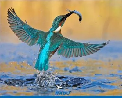 Il plonge en percutant violemment la surface de l'eau pour attraper les poissons dont il se nourrit.