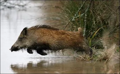 À quelle époque de l'année le rut du sanglier a-t-il lieu ?