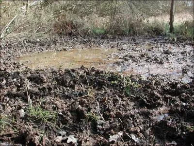 Quel est le nom de la cavité dans laquelle le sanglier se repose ?