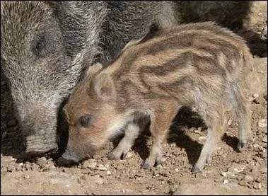 Quel est le nom donné aux jeunes de leur naissance jusqu'à l'âge de 6 mois ?