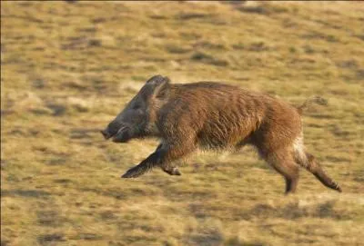 Comment appelle-t-on les jeunes de 6 mois à 1 an ?