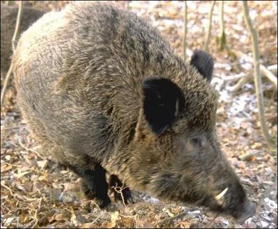 Lors de sa troisième année, il porte encore un autre nom. Mais lequel ?