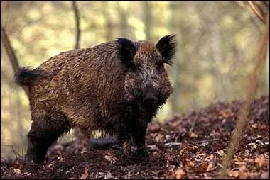 Une fois ses 5 ans révolus, il sera appelé différemment. Mais comment ?