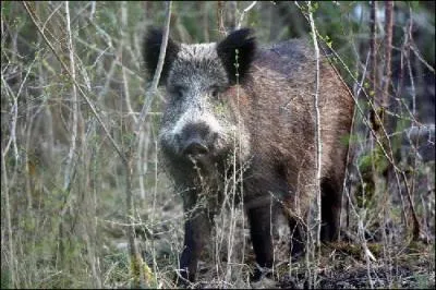 Âgé d'au moins 6 ans, il porte une autre dénomination. Parmi ces 5 propositions, laquelle est-ce ?