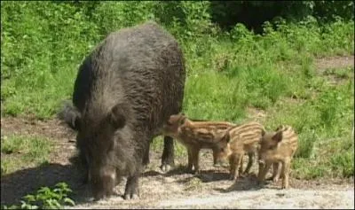 À l'inverse, comment appellerait-on une femelle âgée entre 2 et 3 ans ?