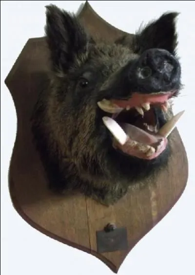 À quel âge ont-ils leur dentition définitive (44 dents) ?