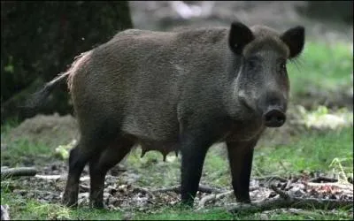 Combien de " mamelles " une femelle possède-t-elle ?