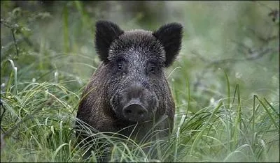 Quel est le poids du sanglier ?