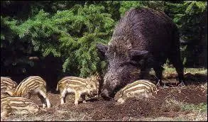 Quelle est la durée moyenne de gestation ?