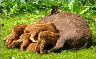 Combien de jeunes peut-il y avoir par portée ?