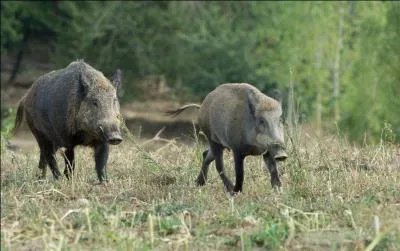 Combien mesure (en longueur) un sanglier au maximum ?