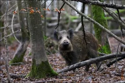 À quelle famille appartient-il ?