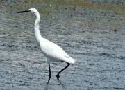 Quiz J'ai photographi pour vous dans les marais de Gurande