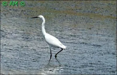 Quel est cet oiseau, échassier de grande taille ?