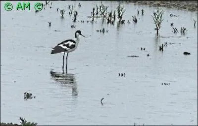 Joli échassier...en apparence. Cet oiseau est en effet redoutable en période de nidification et n'hésite pas à s'attaquer à l'homme. Mais de quelle espèce s'agit-il ?