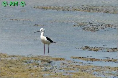 Perché sur de longues pattes rouges, cet échassier est particulièrement méfiant et difficile à approcher. De quelle espèce s'agit-il ?