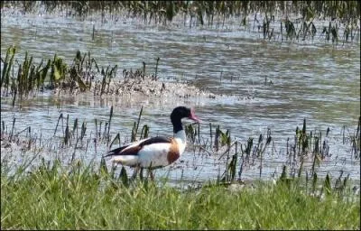 Voici un canard de grande taille, mais lequel ?