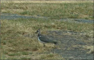 Oiseau de taille moyenne qui vit en bandes nombreuses caractérisées, en vol, par les ailes arquées.
