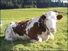 Et voici une des vaches typiques de la Franche-Comté, son nom est :