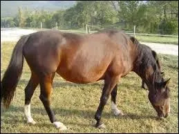 L'image devrait vous inspirer une chanson très connue, mais qui l'a enregistrée en premier ?