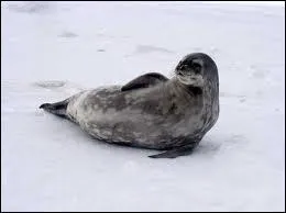 Quel groupe a popularisé cette chanson ?