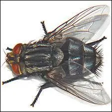 Qui a chanté cet insecte ?