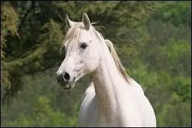 Il avait un nom anglais ou irlandais, qui en est l'auteur, interprète ?