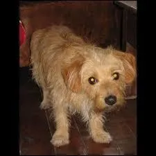 Ce n'est peut-être pas le vrai, mais son maitre le cherchait partout, qui était-il ?