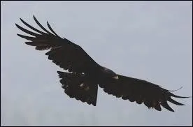 Beau et inquiétant, qui l'a créé et chanté ?