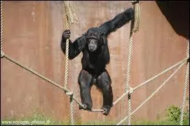 C'est fou ce qu'il s'acclimate au Jardin d'acclimatation où l'on conserve les primates en bon état de conservation, qui dénonce ces prisons "dorées" que sont les zoos ?