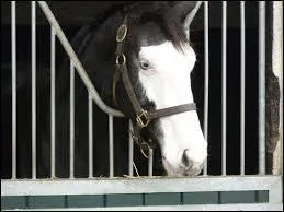 Comment se nomme cette marque blanche sur la tête ?