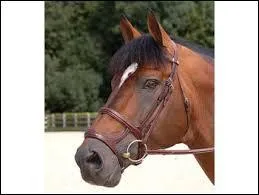 Quelle muserolle n'existe pas ?