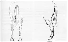 Trouve l'intrus (arrière-main) :