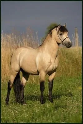 De quelle race est ce cheval ?