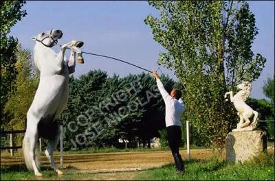 Que fait ce cheval ?