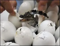 Qu'est-ce qui détermine le sexe des bébés crocodiles ?