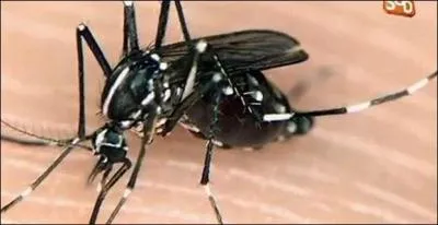 Dans quelle région sévit actuellement l'épidémie de chikungunya ?