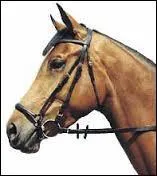 Quelle muserolle n'existe pas ?