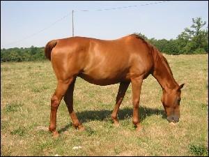 Comment s'appelle la robe d'un cheval entièrement marron ?