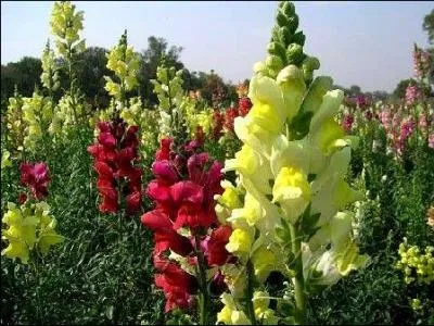 Peut-on appeler le muflier "gueule de loup" ?