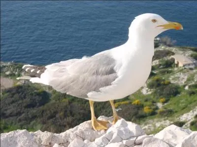 Le goéland et le gabian désignent-ils le même oiseau ?