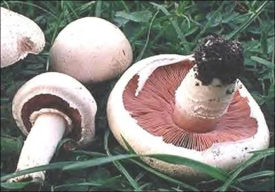 Le rosé des prés est-il le même champignon que l'agaric champêtre ?