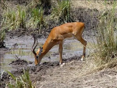 L'impala et la gazelle sont-ils le même animal ?