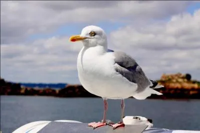 Le goéland et la mouette sont-ils des synonymes ?