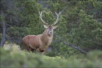 Le cerf et l'élan sont-ils le même animal ?