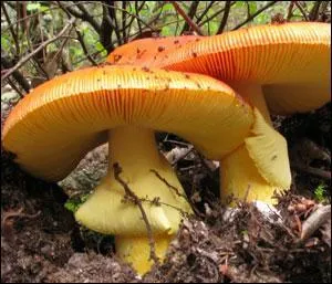 L'amanite des Césars et l'oronge, sont-ils le même champignon ?