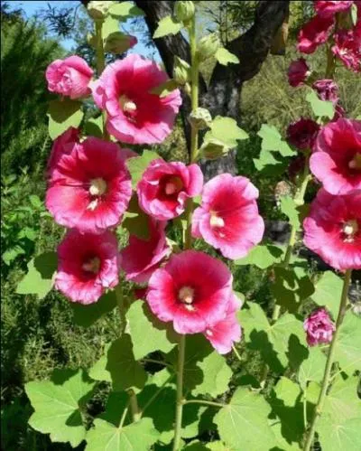 La passerose désigne-t-elle la même fleur que la rose trèmière ?